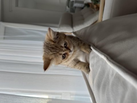 3 aylık dişi british shorthair