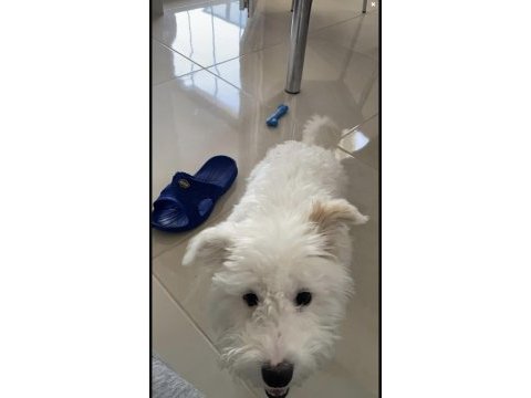 6.5 aylık erkek terrier