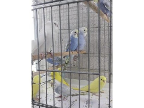 Yavru muhabbet kuşları