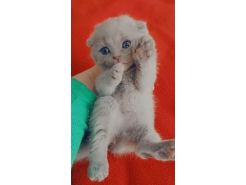 Yavru scottish fold kediler