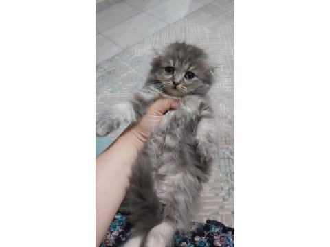 British shorthair