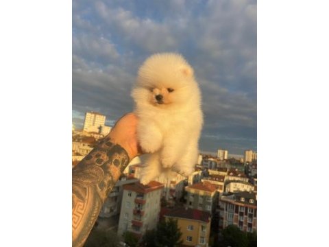 Pomeranian boo yavrular