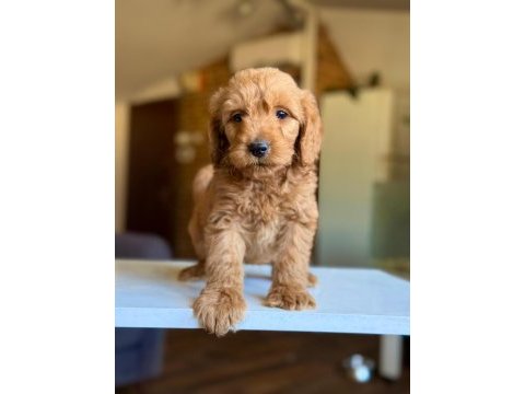 2 aylık dişi maltipoo yavrusu