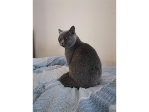 1 yaşında erkek british shorthair