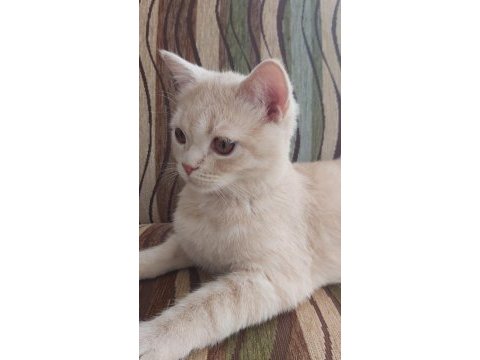 Scottish straight uysal kedi
