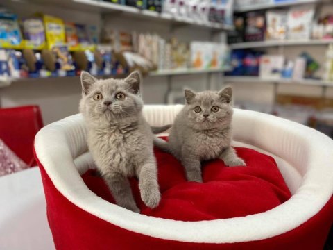 Pırıl pırıl blue lilak british shorthair bebekler