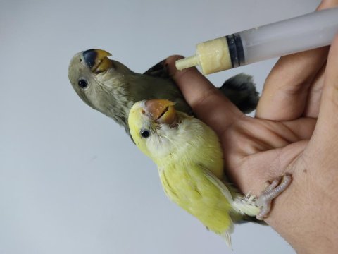 El besleme bebek sevda papağanlar
