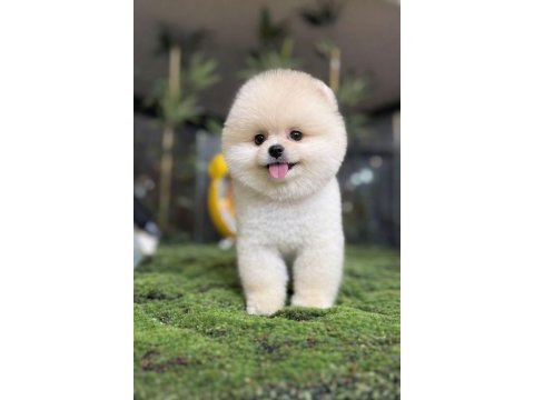 Pomeranian boo pamuk şekeri tadında