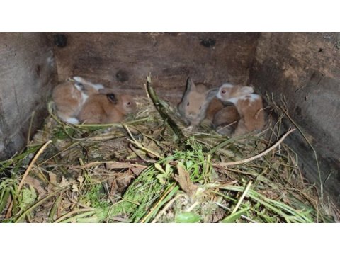 Renkli yavru hollanda lop tavşanlar