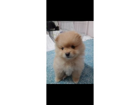 2 aylık dişi pomeranian yavrumuz (yuva arıyor)