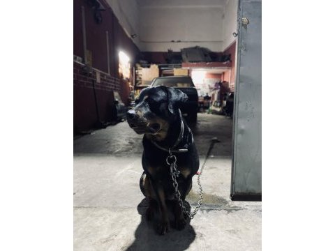 Dişi rottweiler