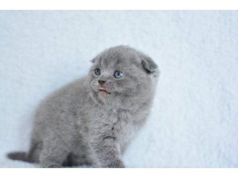 Kucak delisi gri scottish fold shorthair yavrumuz