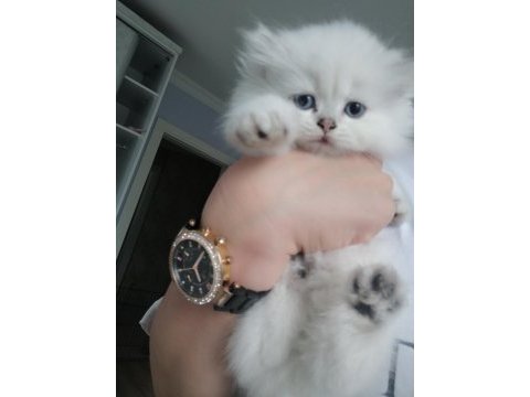 British longhair blue point erkek safkan mavi göz