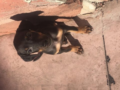 2 aylık yavru dişi doberman yavrusu