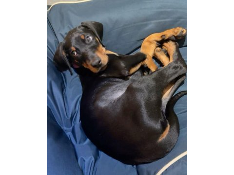 Eğitim ve bakım destekli doberman