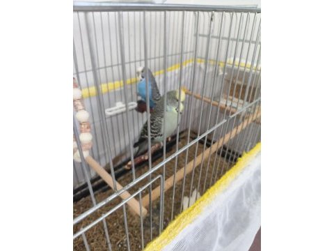 Eş muhabbet kuşu kafes ve tüm ekipmanları ile