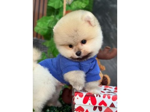 Ayı surat boo yavrular