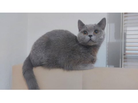British shorthair 9 aylık erkek