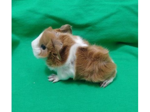 Gunepig kaliteli kırmızı göz peruvan cororenet