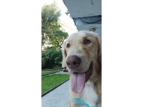 Çok acil 1 yaşında golden retriever