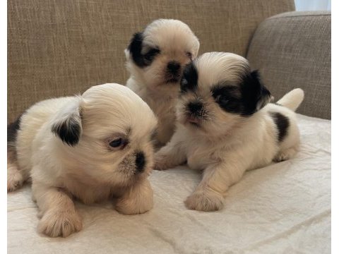 Shih tzu bebekleri