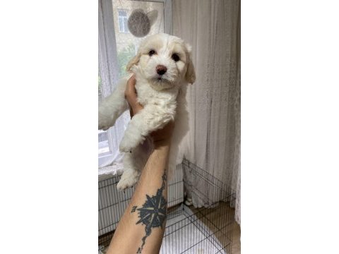 2 aylık erkek terrier