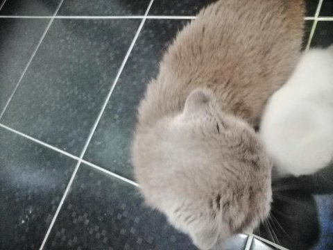 Scottish fold kedimiz 1 yaşında