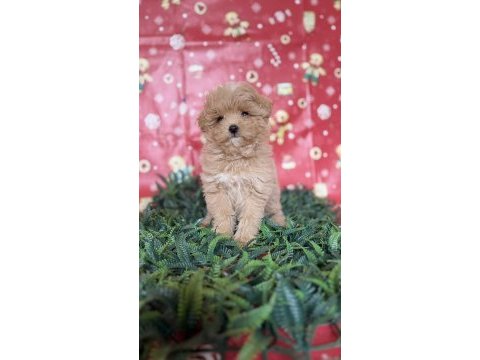 Maltipoo yavru köpeğimiz