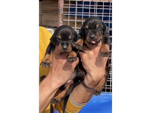 Doberman yavrularımız 