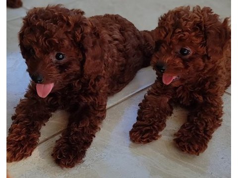 Bebek yüzlü poodle yavrular
