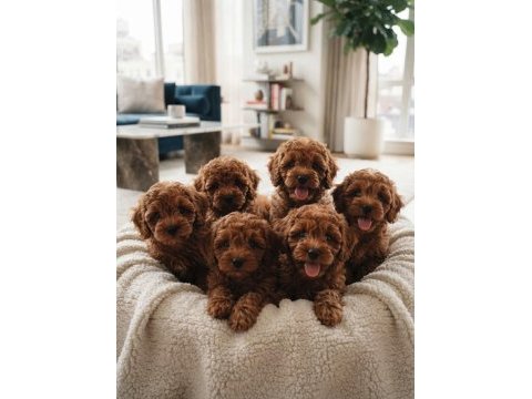 Toy poodle köpekler