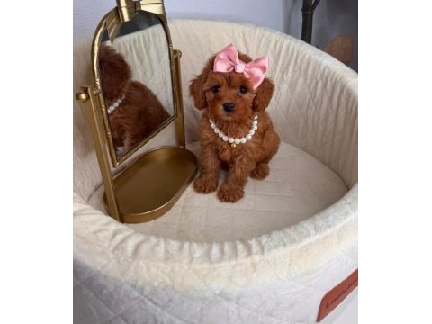 Yasal köpek çiftliğinden toypoodle yavrularımız 
