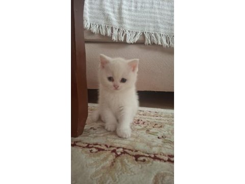 Pamuk british shorthair kızımız