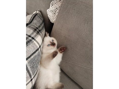 A kalite garantili british shorthair yavrularım