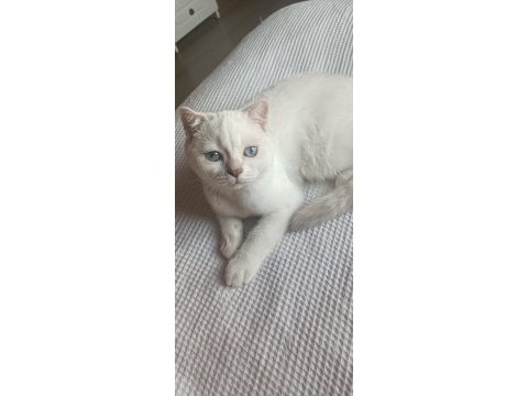 Scottish fold 30 mayıs doğumlu