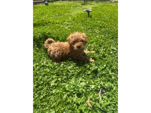 Toy poodle 0 numara