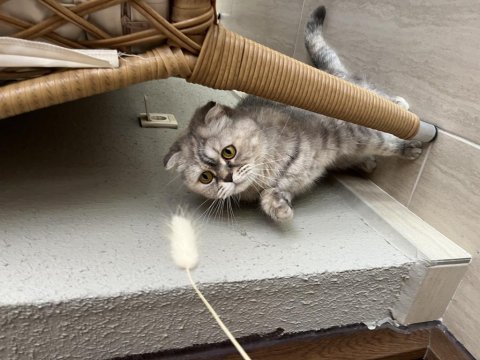 Scottish fold 5 yaş