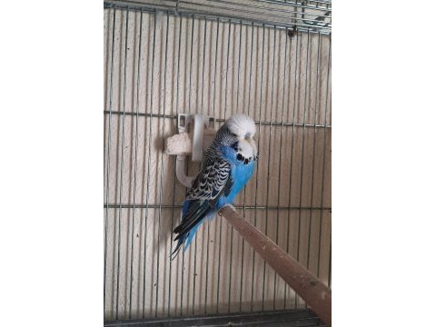 Yavru dişi show jumbo muhabbet kuşları