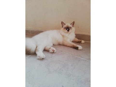 Ragdoll erkek kedim