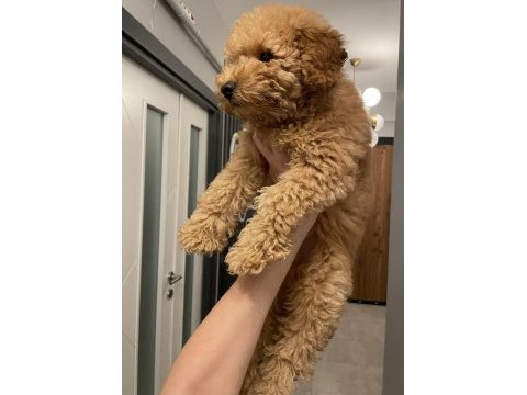 Poodle erkek yavru