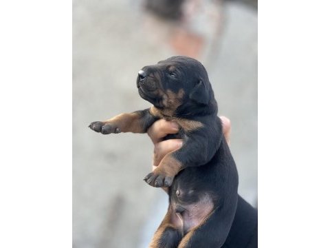 Irk garantili doberman yavrular