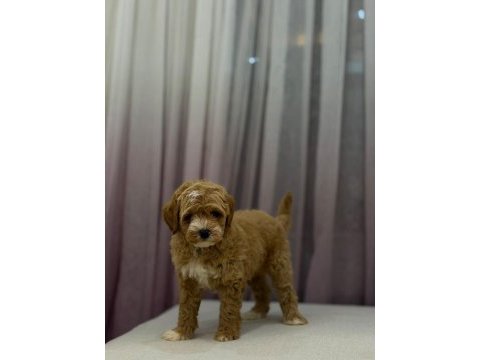 Poodle ayarında maltipoo erkek 