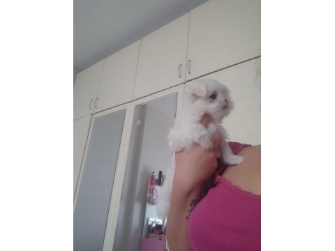 Maltese mini boy