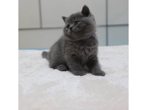 British shorthair yavruları