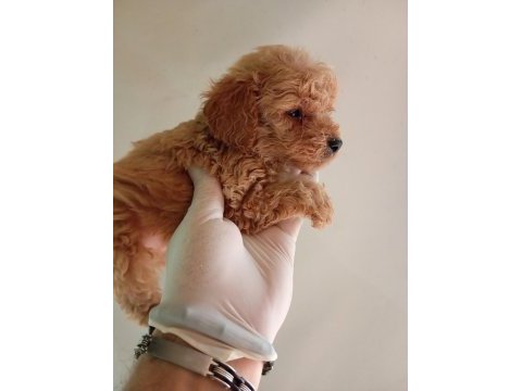 Irk ve sağlık garanti maltipoo yavrularım