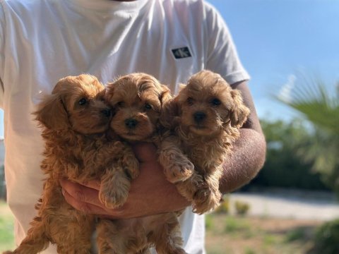 Maltipoo cins yavru