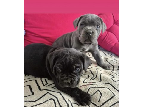 A scr dev cane corso yavrularımız 