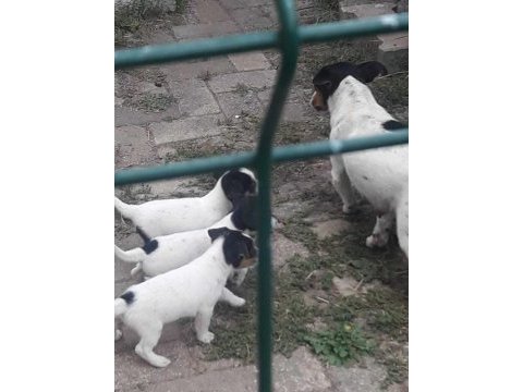 Kısa bacak saf kan jack russell yavrular
