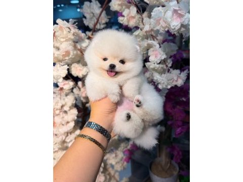 Ayı surat pomeranian bebekler