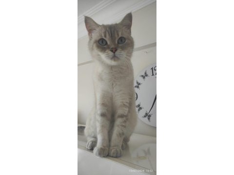 Sahiplendirme british shorthair